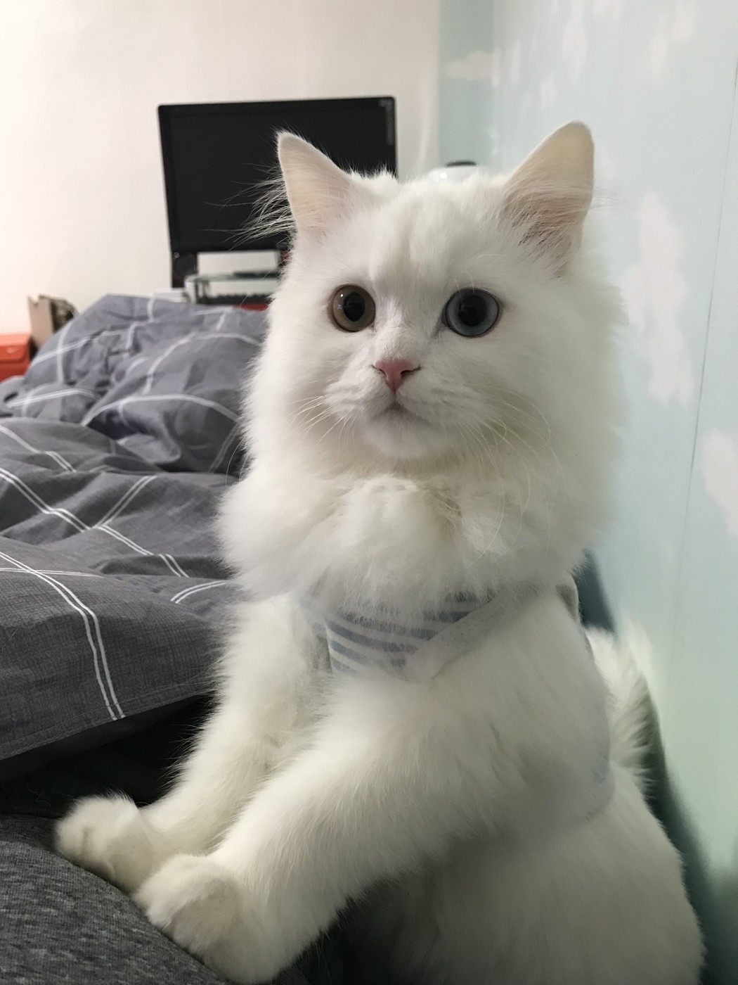 한쪽은 파란 눈, 한쪽은 초록 눈을 가진 흰색 페르시안 오드아이 고양이 루이