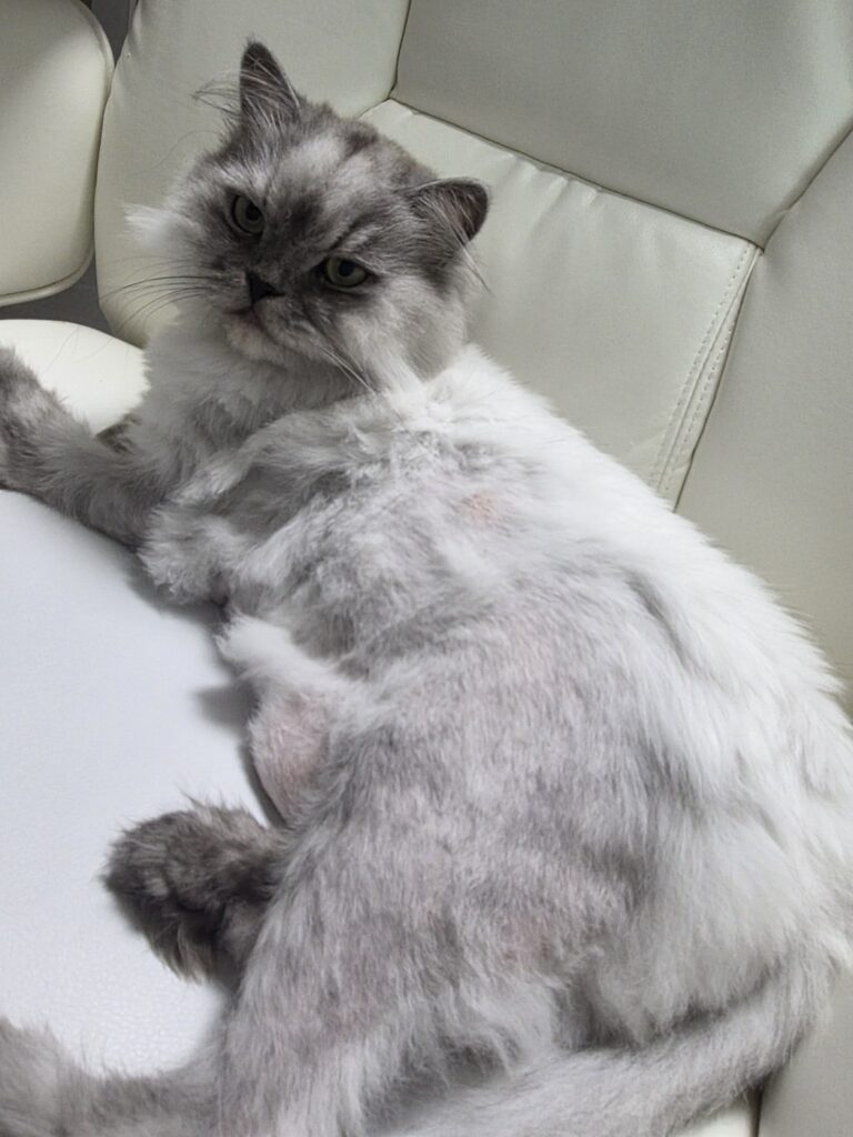 오버그루밍으로 배와 안쪽 허벅지 털이 빠지고 분홍 살이 드러난 페르시안 고양이