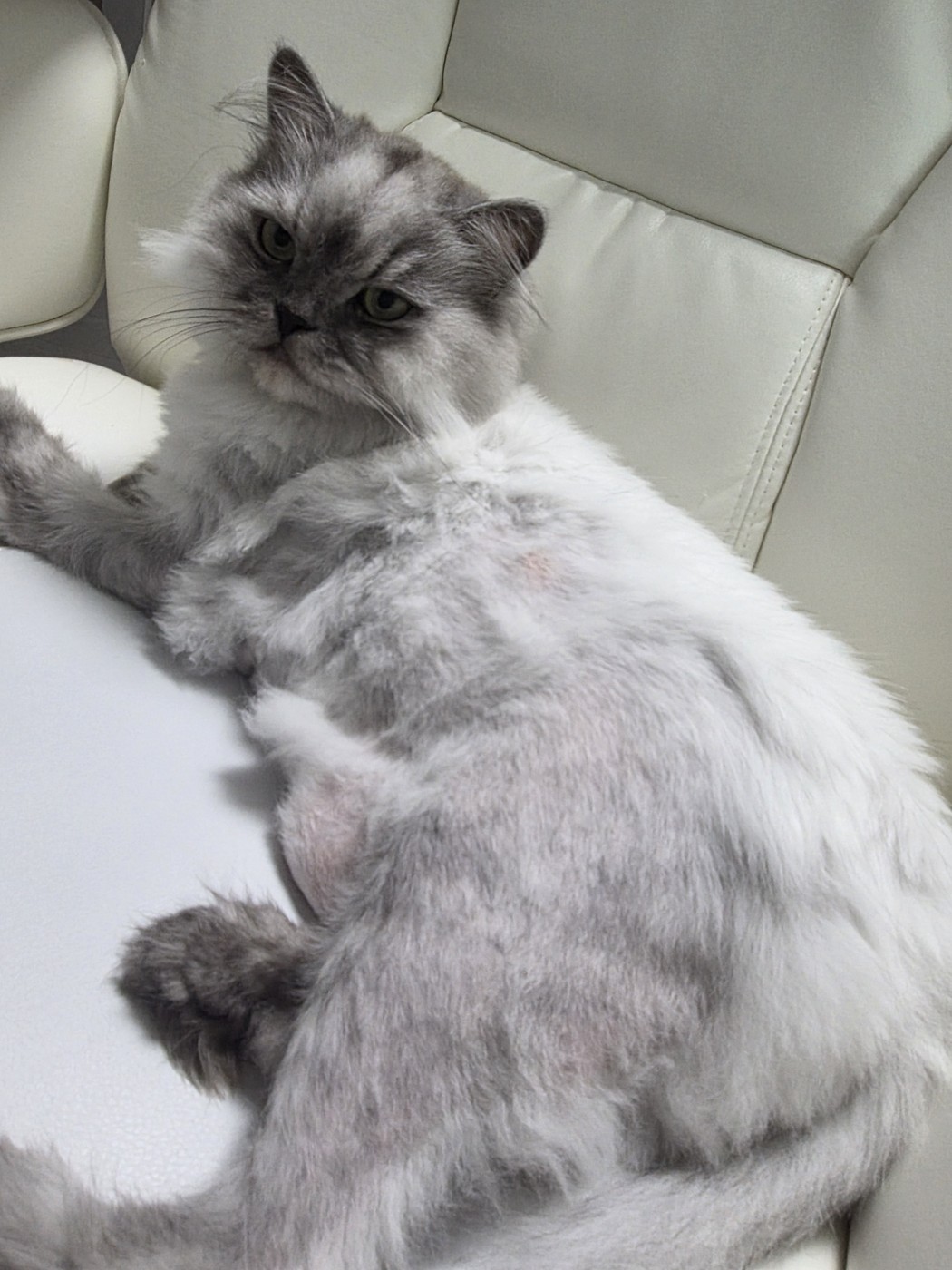 고양이 오버그루밍, 스트레스로 배 털이 안 자란 막내 이야기 오버그루밍으로 배와 안쪽 허벅지 털이 빠지고 분홍 살이 드러난 페르시안 고양이
