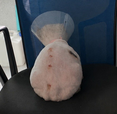고양이 링웜 증상과 치료, 사람한테 옮는 곰팡이 피부병 두 번 겪은 기록 링웜 치료를 위해 등 털을 밀고 넥카라를 착용한 페르시안 고양이, 딱지 모양 병변이 보인다