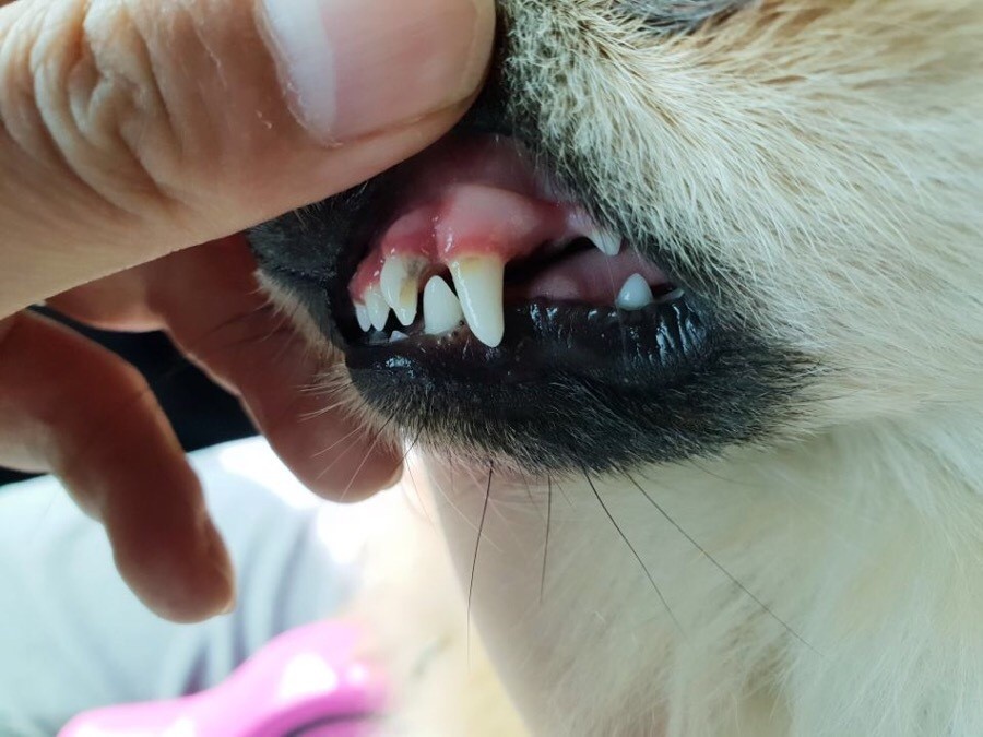 강아지 유치 안 빠짐, 발치 비용이 9만원부터 30만원까지 (우니 실제 경험) 유치가 안 빠져 영구치와 나란히 난 이중치, 우니 송곳니 실제 사진