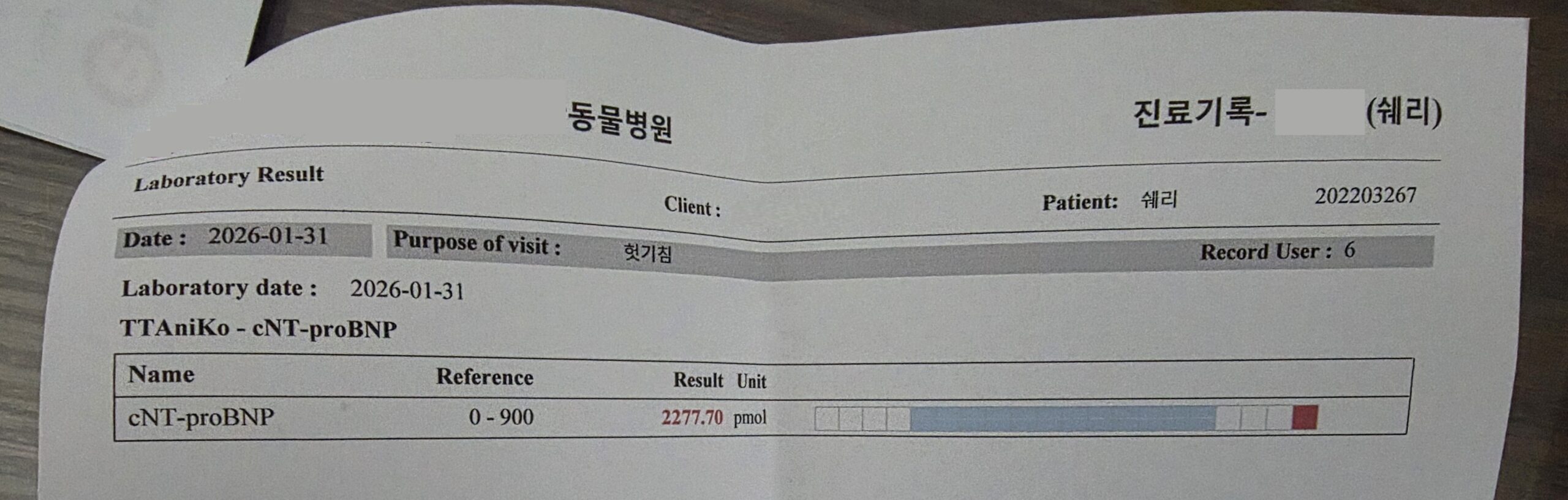 강아지 심장 수치 검사 NT-proBNP 결과지, 정상 900 이하인데 쉐리는 2277로 심장 이상 지표