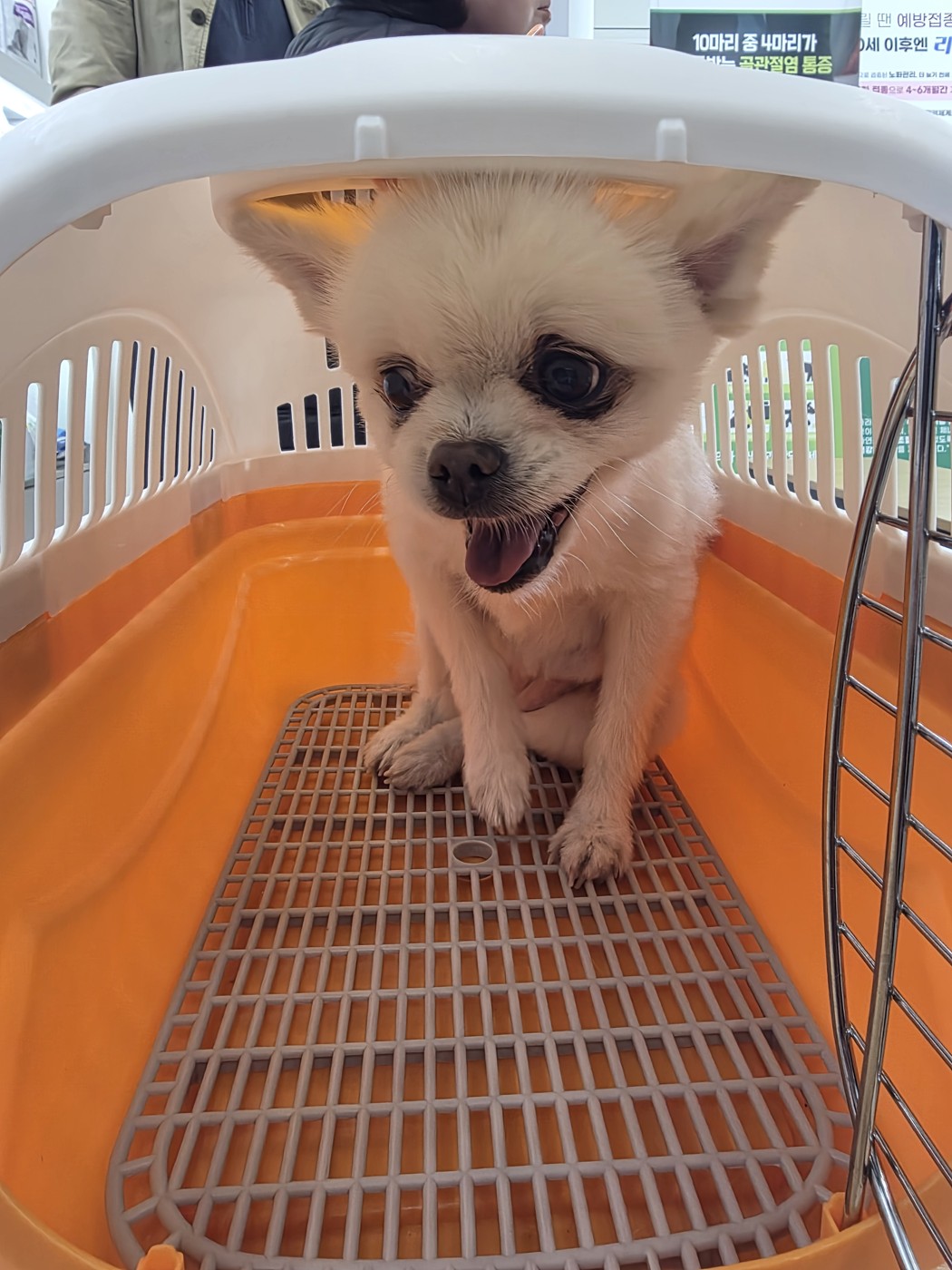 심장병 진단을 받은 11살 노견 쉐리