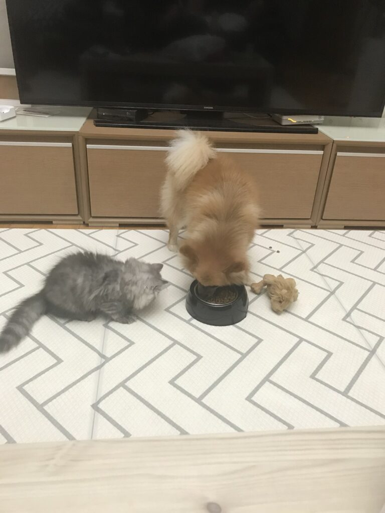 밥그릇 앞에 함께 있는 우리 집 강아지와 고양이