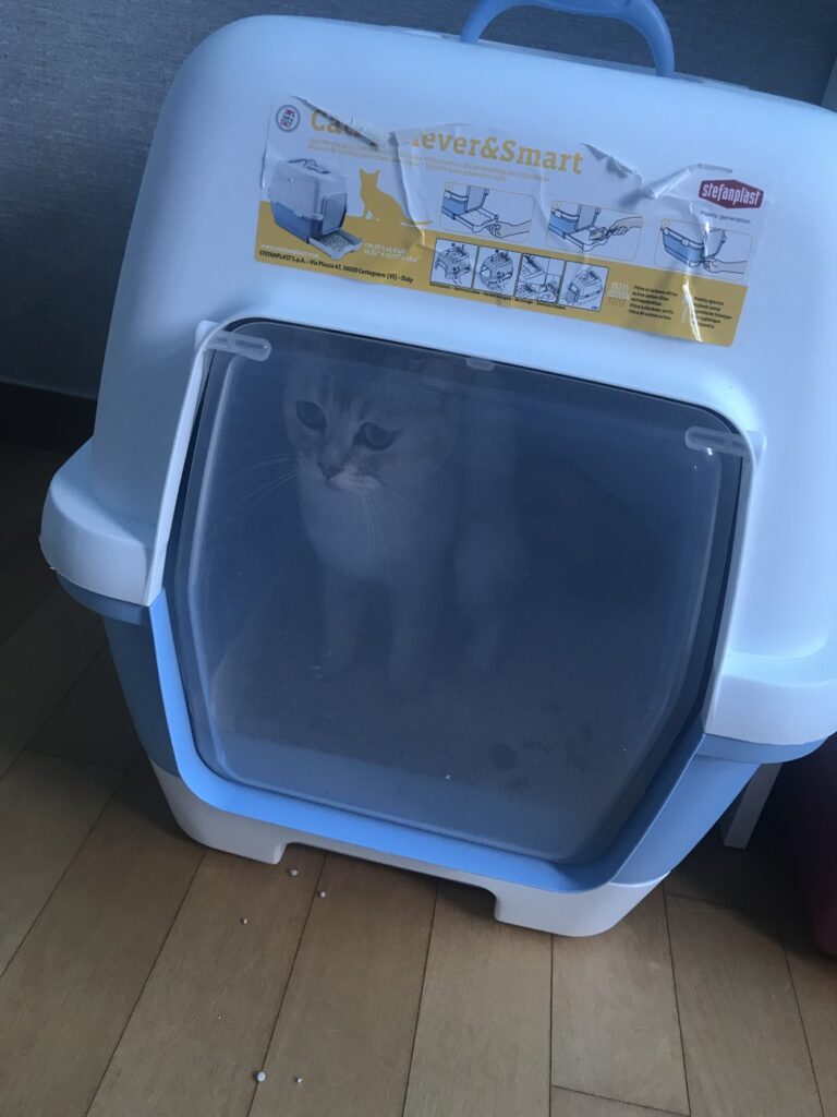 화장실 안에 들어가 있는 우리 집 고양이