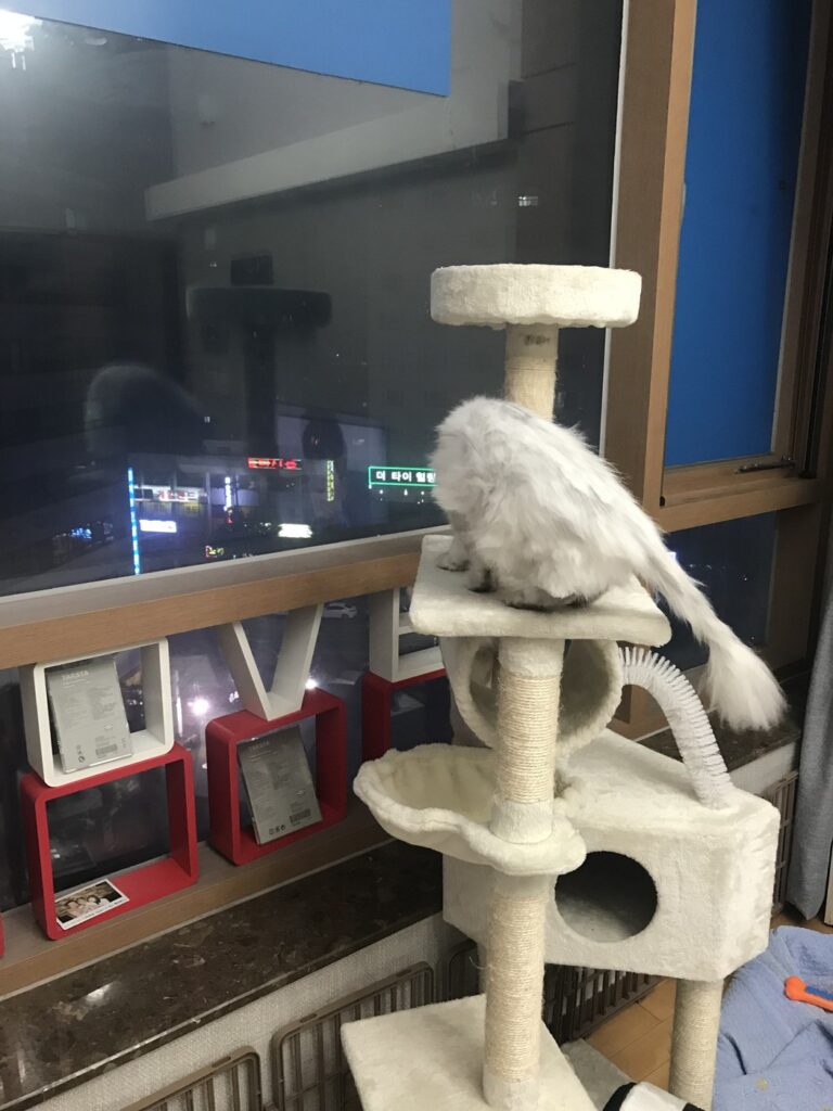 밤에 창가 캣타워 위에 올라가 있는 우리 집 고양이