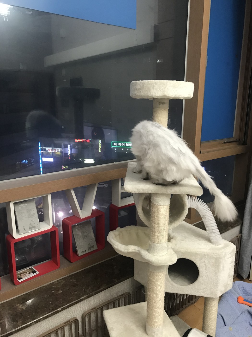 밤에 창가 캣타워 위에 올라가 있는 우리 집 고양이