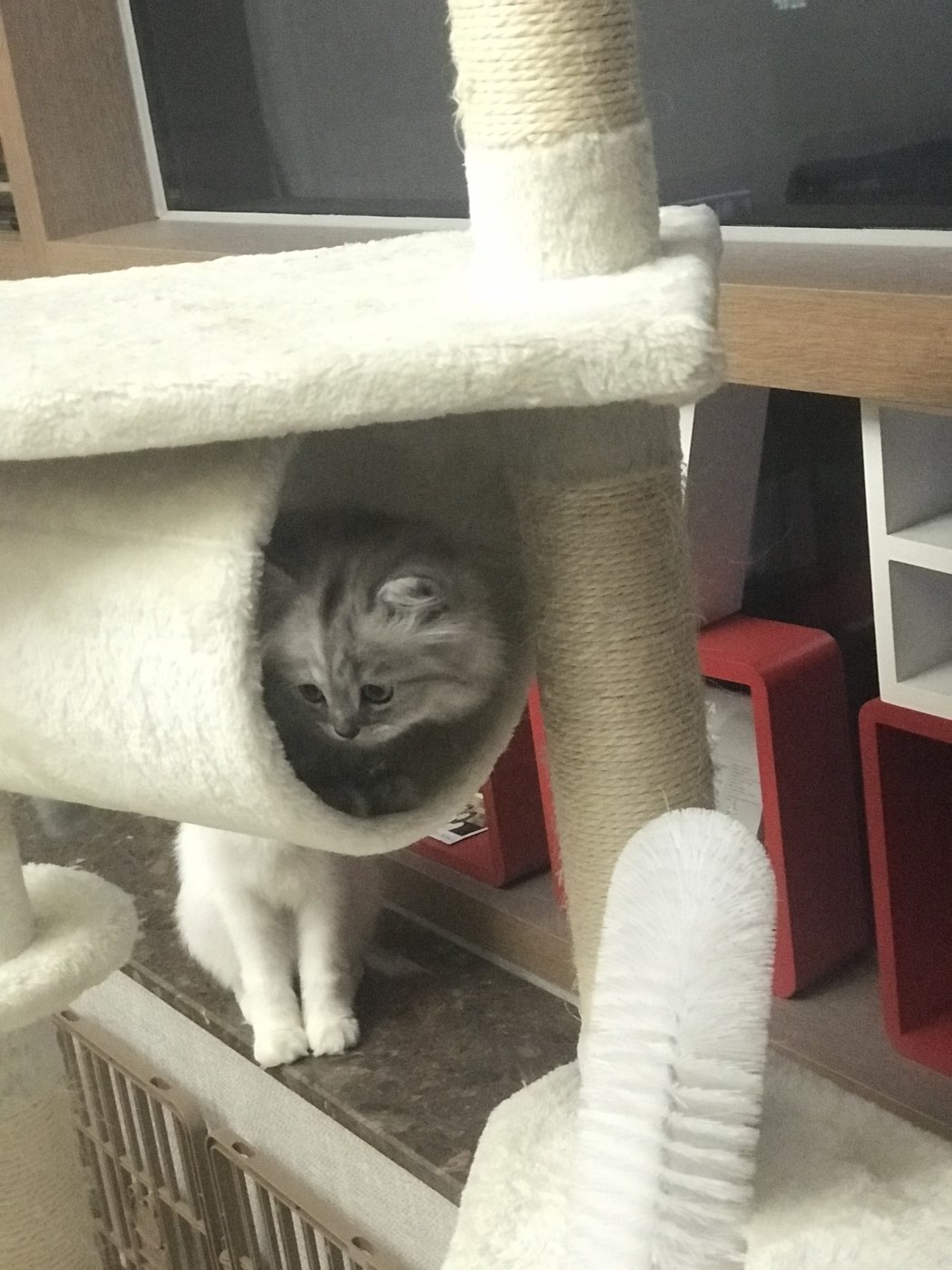 고양이 캣타워 꼭 필요할까? 캣타워와 캣폴 다 써보고 지금은 둘 다 없는 이유 캣타워 아래 숨숨집에 들어가 있는 회색 고양이