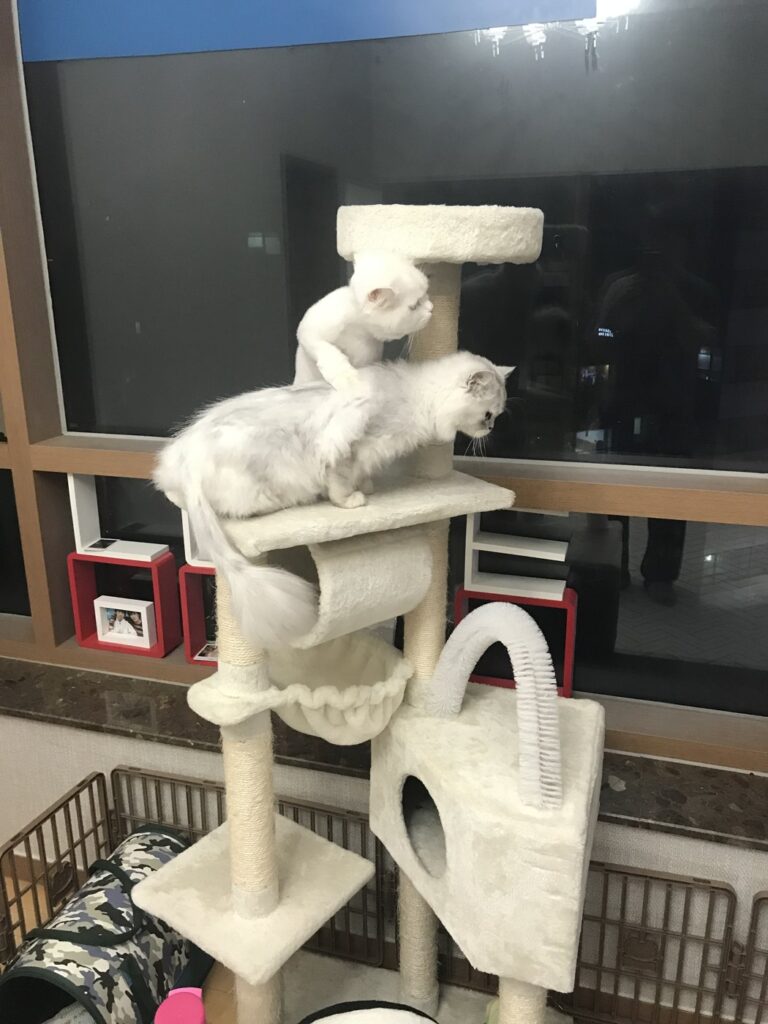고양이 캣타워 꼭 필요할까? 캣타워와 캣폴 다 써보고 지금은 둘 다 없는 이유 캣타워 위에 나란히 올라가 있는 우리 집 고양이 두 마리