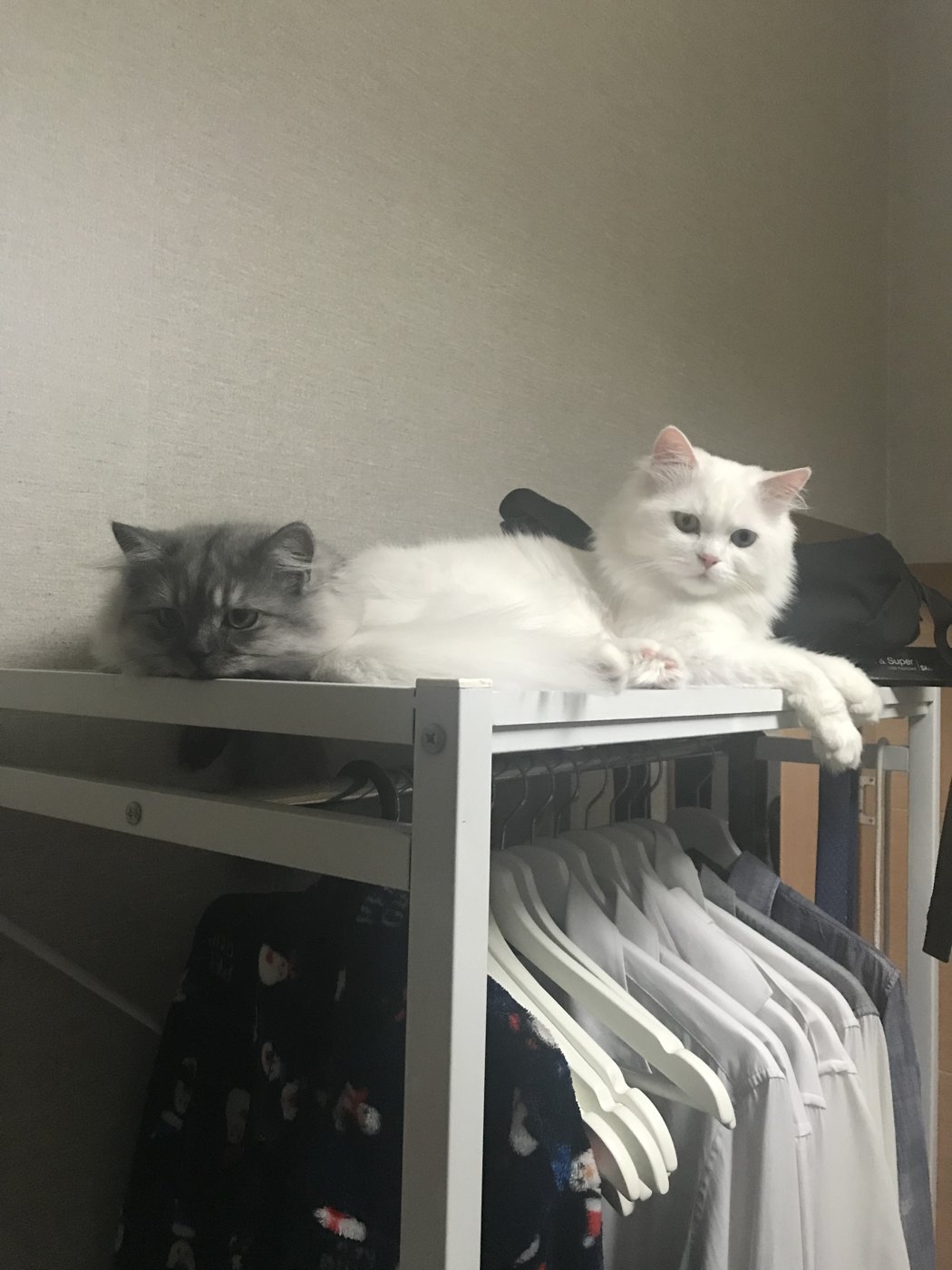 고양이 캣타워 꼭 필요할까? 캣타워와 캣폴 다 써보고 지금은 둘 다 없는 이유 옷걸이 행거 위에 올라가 앉아 있는 고양이 두 마리