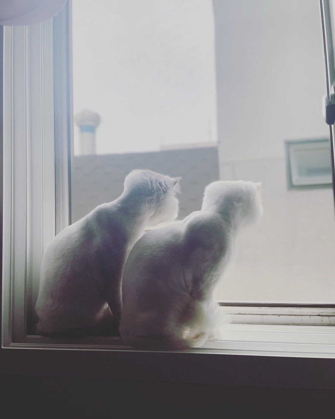고양이 캣타워 꼭 필요할까? 캣타워와 캣폴 다 써보고 지금은 둘 다 없는 이유 창틀에 나란히 앉아 창밖을 내려다보는 고양이 두 마리