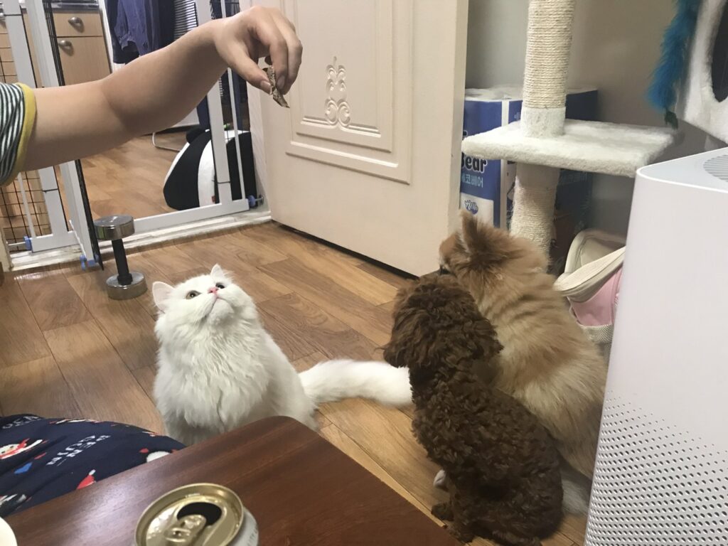 거실에서 나란히 있는 우리 집 강아지와 고양이