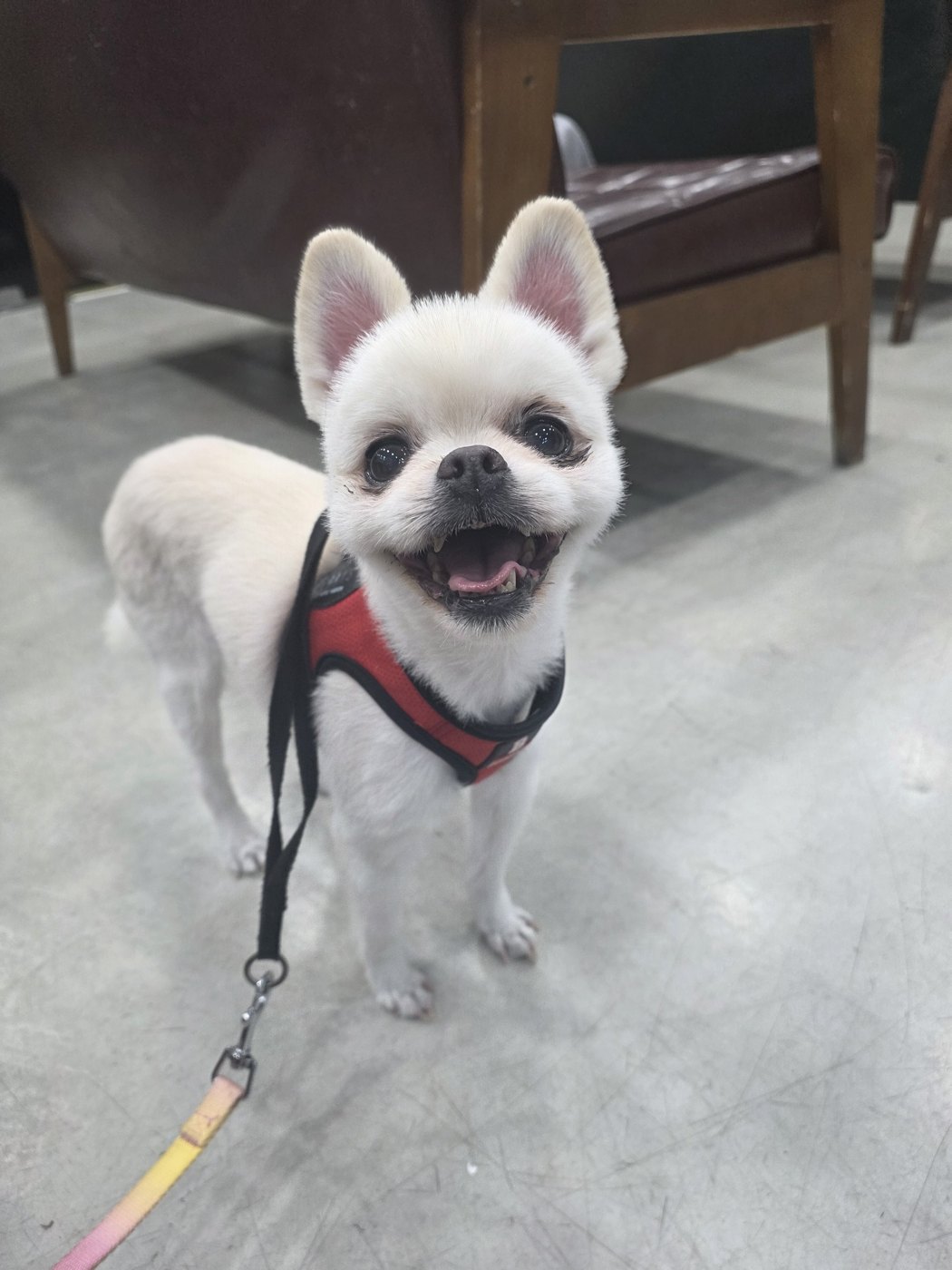동물병원에 다녀온 우리 집 강아지