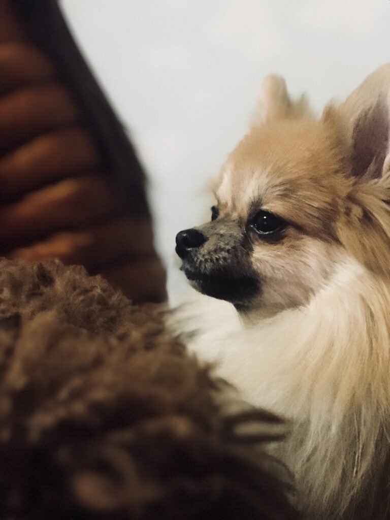 얼굴을 가까이서 찍은 우리 집 강아지
