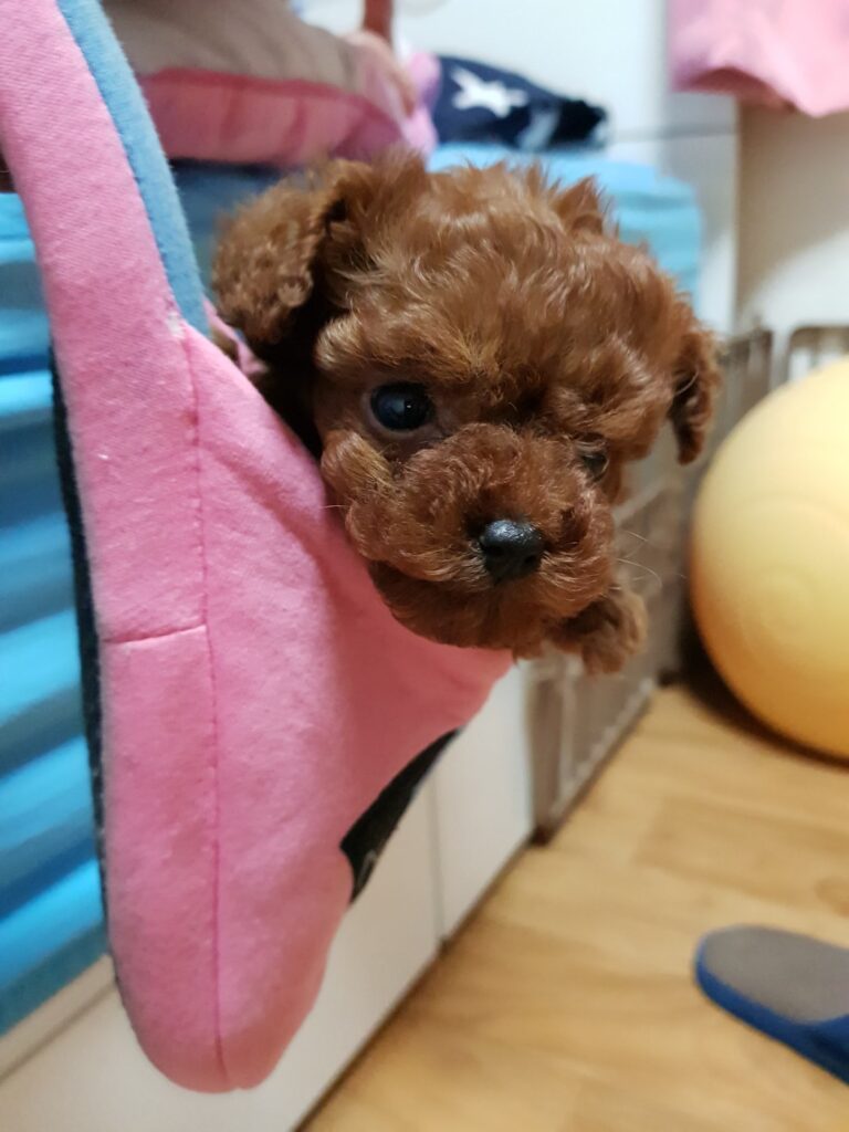 이동 가방 안에 들어가 앉아 있는 우리 집 강아지
