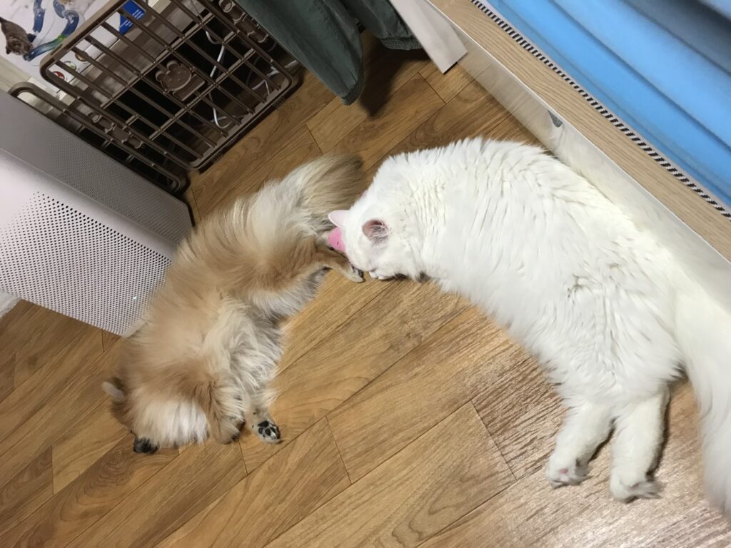 거실에서 서로 마주 보고 있는 우리 집 강아지와 고양이