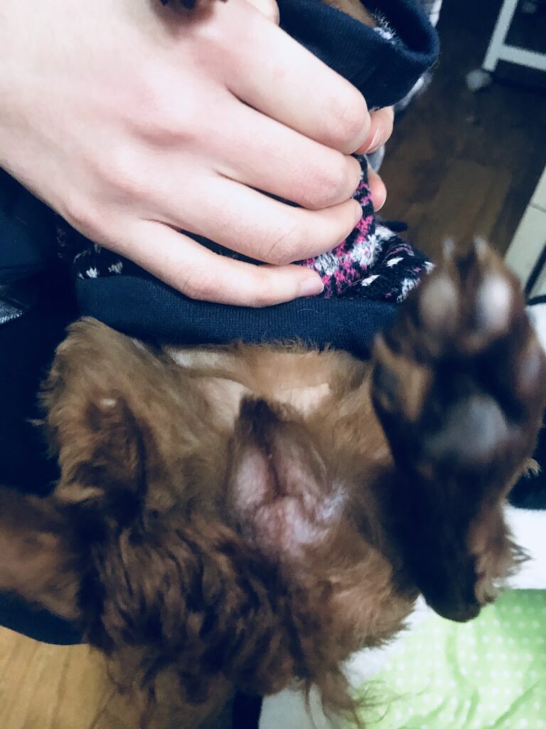 손으로 발을 들어 발바닥을 살펴보는 우리 집 강아지