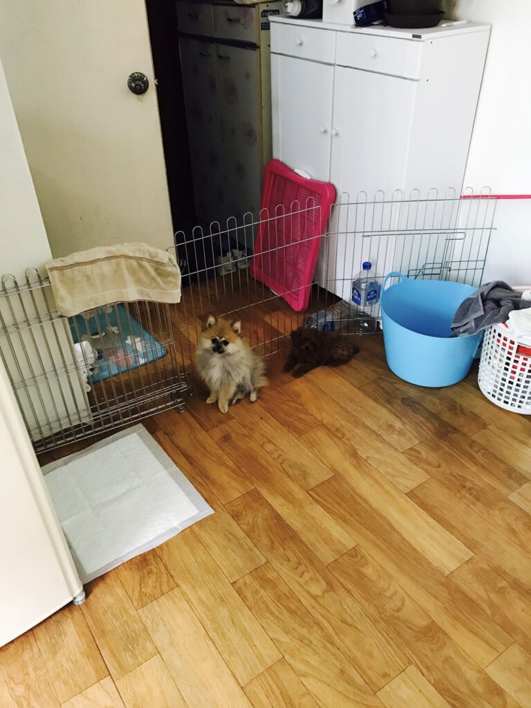 수컷 강아지 배변훈련, 뒷발만 걸치고 싸는 문제 다이소 네트망으로 해결 울타리로 구분해 둔 우리 집 강아지 배변 공간