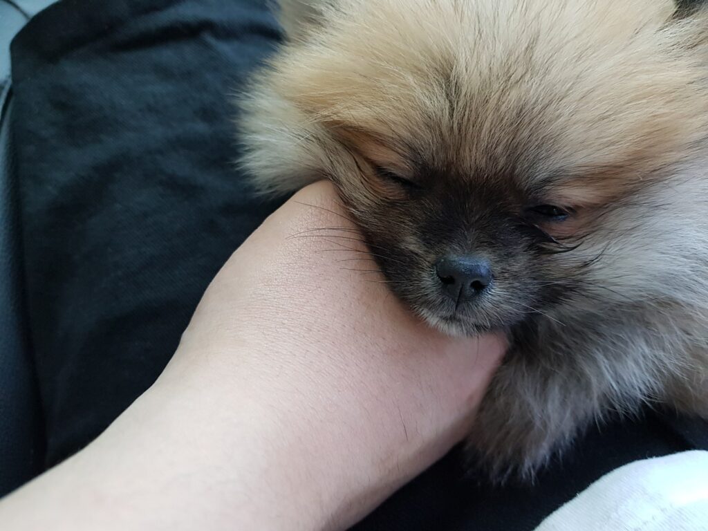 강아지 감기 증상과 대처법, 감기인 줄 알았던 우리집 두 이야기 품에 안겨 눈을 감고 쉬는 우리 집 강아지