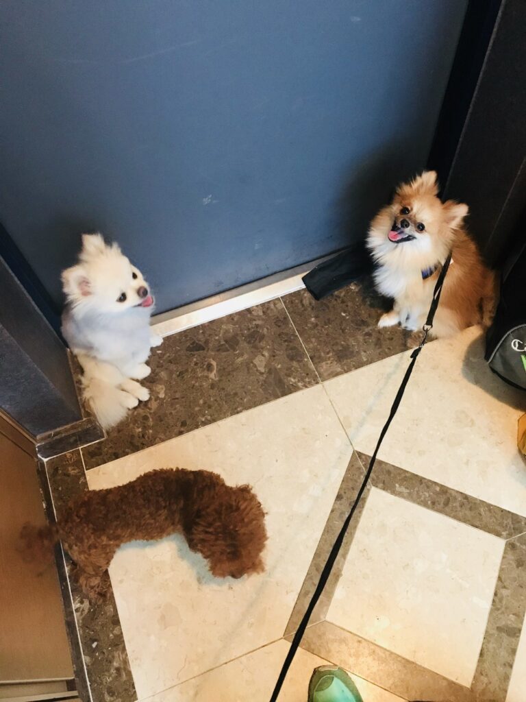 강아지 분리불안 증상과 훈련법, 현관 앞 10초부터 시작한 우니 이야기 현관 앞에 서서 밖을 바라보는 우리 집 강아지 두 마리