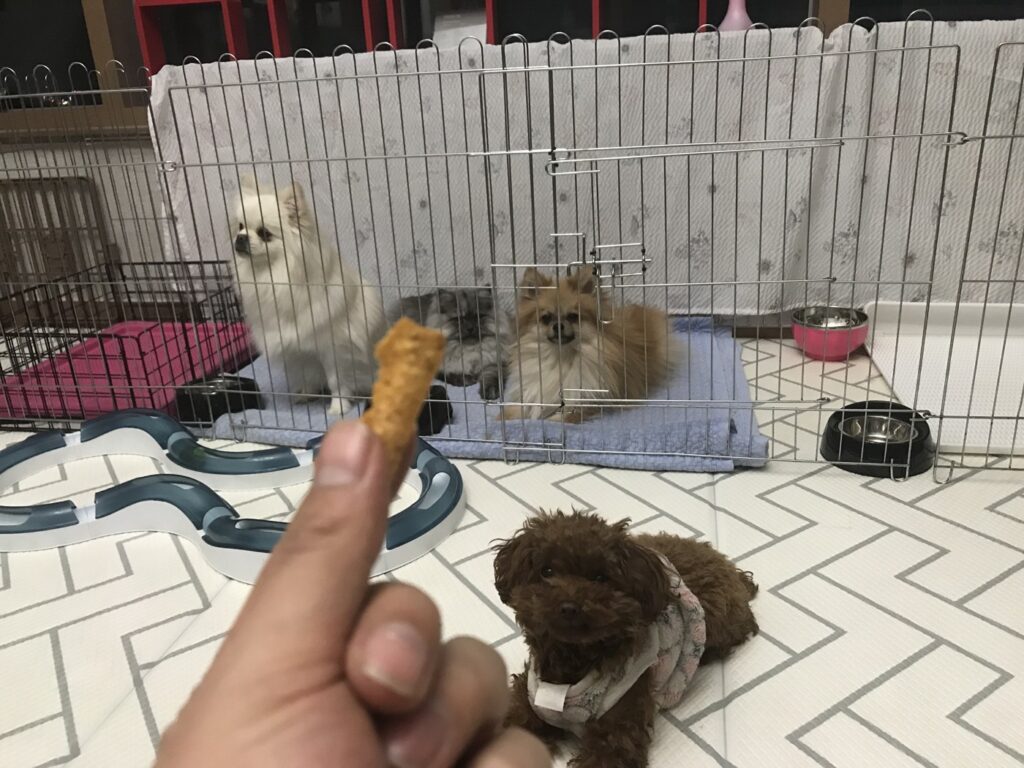 강아지 심장약 피모벤단, 효능부터 먹이는 법까지 (노견 쉐리 이야기) 손으로 간식을 건네받는 우리 집 강아지들