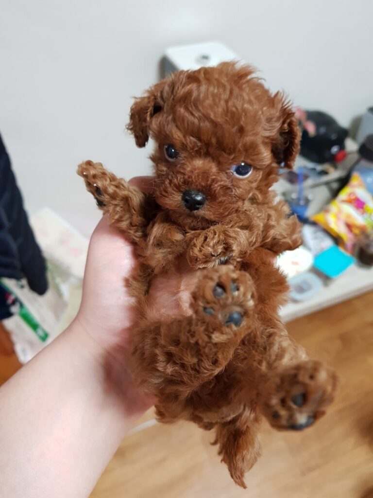 강아지 저혈당 증상과 응급처치, 초소형견이 특히 위험한 이유 손바닥에 올라올 만큼 작았던 250g 시절의 토이푸들 모리