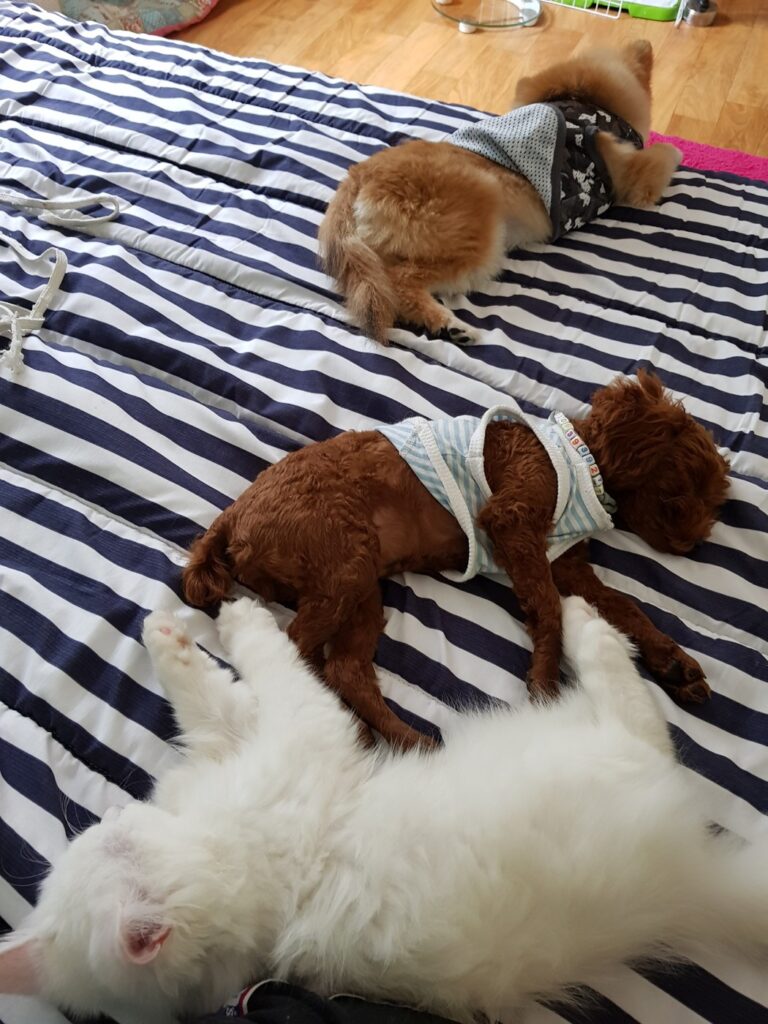 침대 위에 모여 있는 우리 집 강아지들과 고양이