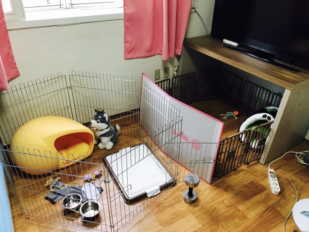 강아지 배변훈련, 배변패드 여러 장과 간식으로 빠르게 성공한 방법 배변패드를 깔아 둔 울타리 안 강아지 공간