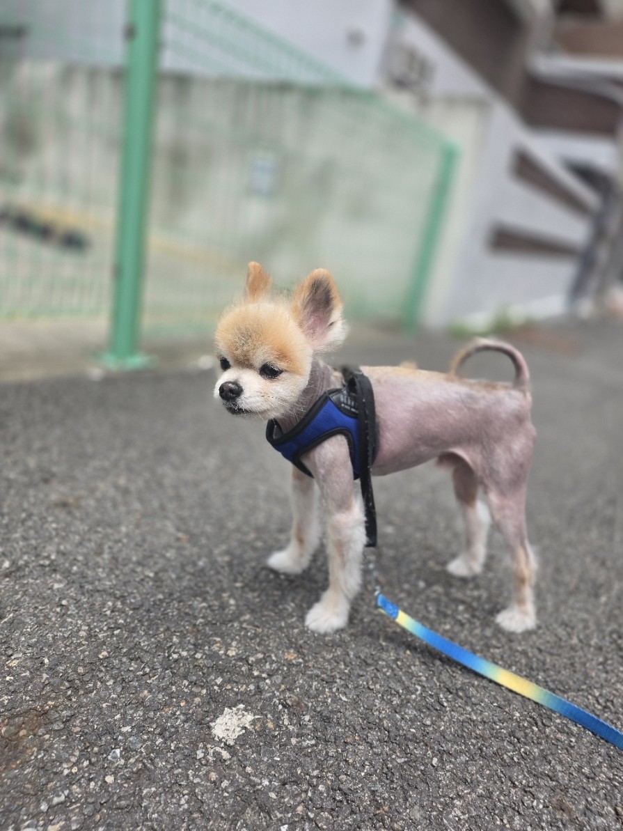 여름 강아지 산책, 한낮 아스팔트 화상 피하려 아침 저녁에만 나가는 이유 여름 아스팔트 길에서 산책하는 강아지, 더위 대비로 여름 미용을 했다