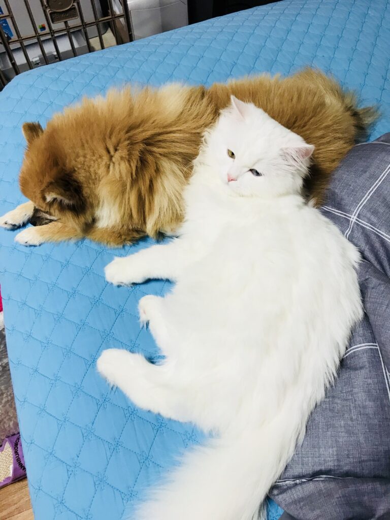 침대에 나란히 누워 쉬는 우리 집 고양이 두 마리