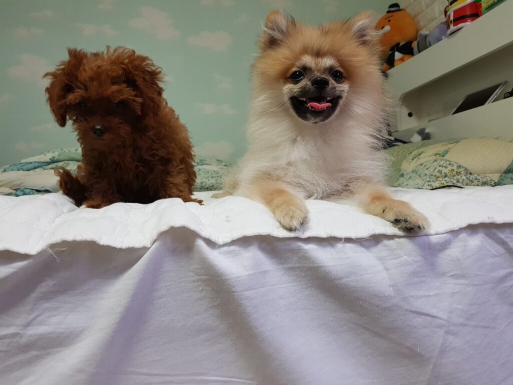 강아지 눈물자국 없애는 법? 완치보다 관리다, 쉐리와 모리 이야기 침대에서 쉬고 있는 우리 집 강아지 두 마리