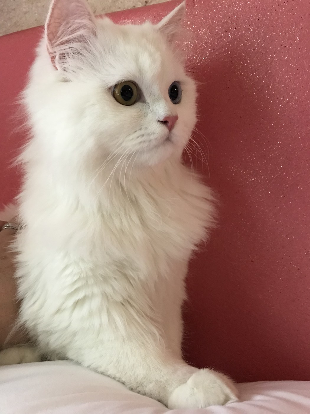 정면을 바라보고 있는 우리 집 흰색 페르시안 고양이