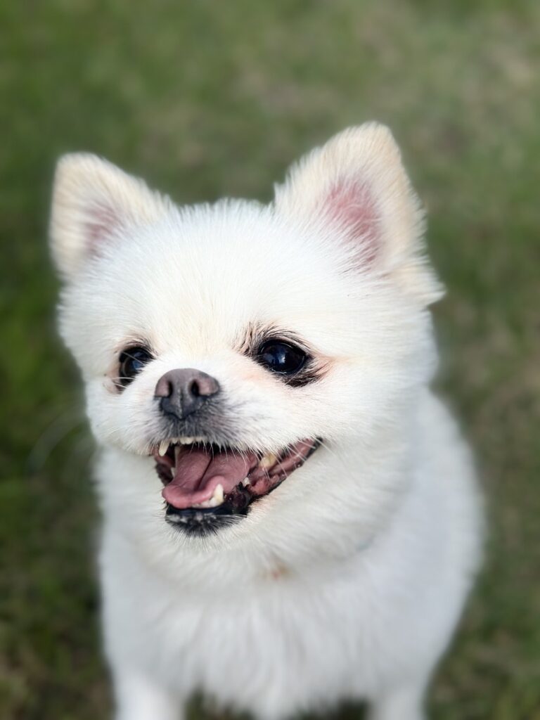 풀밭에서 입을 벌리고 웃는 우리 집 흰색 소형견