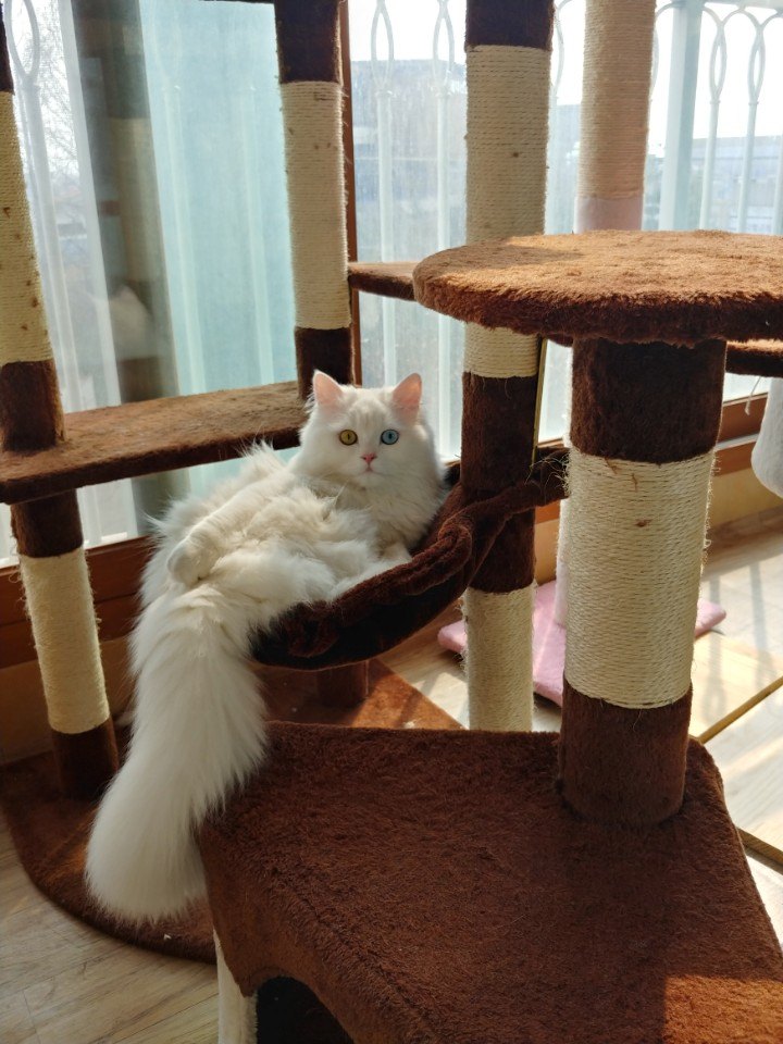 고양이 캣타워 꼭 필요할까? 캣타워와 캣폴 다 써보고 지금은 둘 다 없는 이유 원목 캣타워에 누워 있는 흰 페르시안 고양이